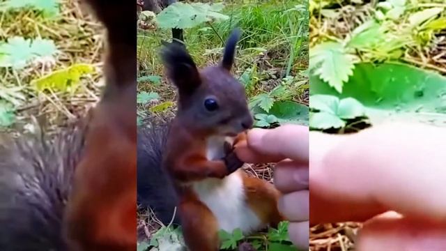 Белочка зависла .