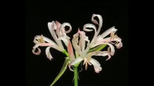 Ziedu Vija - Naturale (Unofficial Video) смотреть онлайн