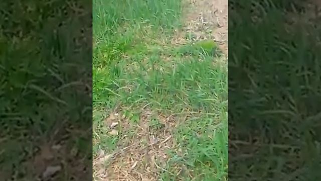 Т-40 и самодельная грунто-фреза в работе смотреть онлайн