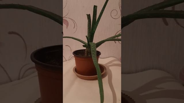 Алоэ гулінің күтімі 💥 смотреть онлайн