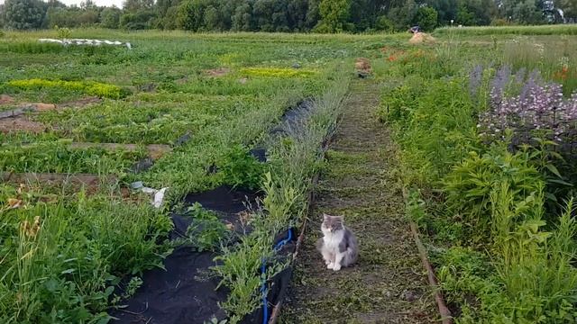 Сад в первый же год? Все благодаря многолетникам, борюсь с сорняками смотреть онлайн