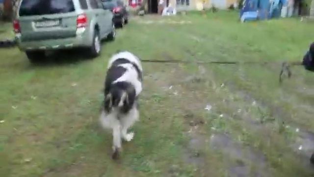 Дядя Гера и наш охранник Цезарь смотреть онлайн