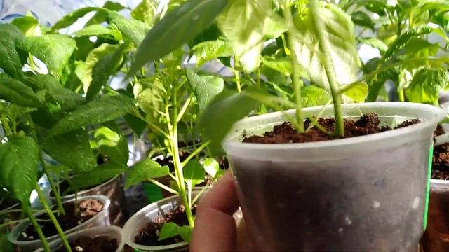 Подкормка перца азотом! смотреть онлайн