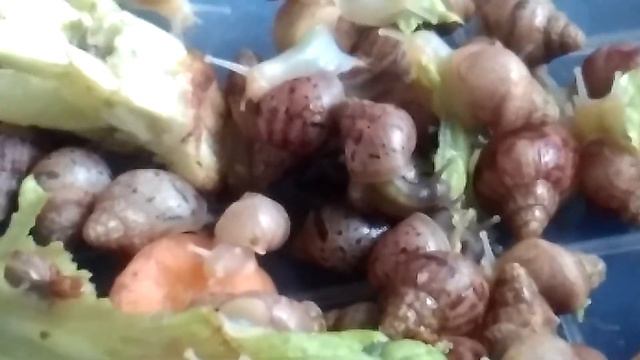 улитята Андре и изауры смотреть онлайн