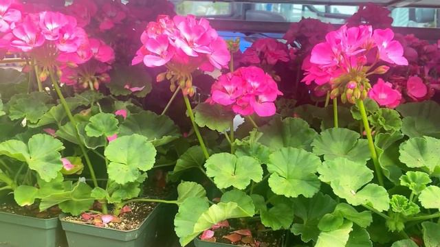 ASÍ⁉️DE HERMOSOS LLEGARON♻️LOS GERANIOS! Garden World?