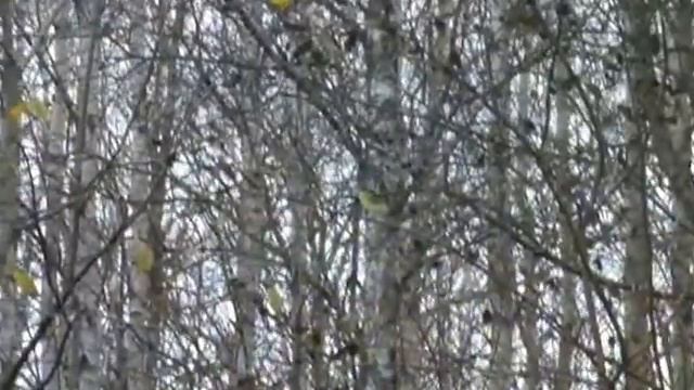 Индейское лето