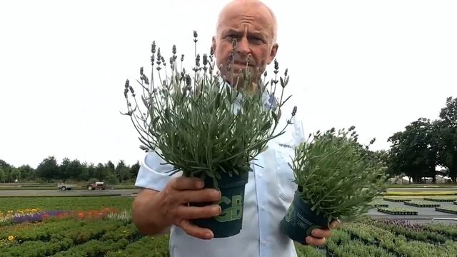 Lavandula angustifolia Blue Scent смотреть онлайн