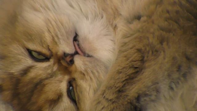 Кошка Оля странно спит смотреть онлайн