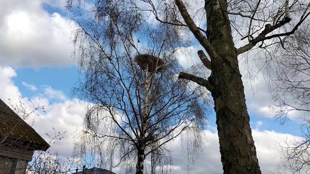 Гнездо аистов Калуги почти онлайн? смотреть онлайн