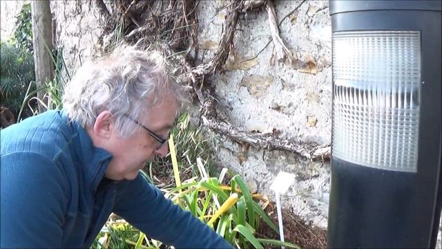 Conseil Jardinage: Talinum Paniculatum (Bijoux D'Ophar)Taille Et Entretien: Plante Vivace