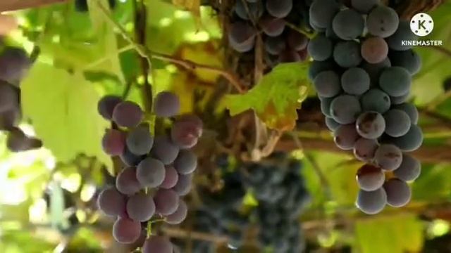 Наблюдаем за ремонтом крыши /Которую делают канал Быть Добру !!!! смотреть онлайн