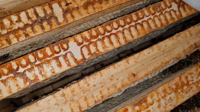 Что с пчелами в январе? Зимовка пчел в зимовнике и расход корма.