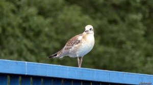 Озерная чайка. Крик чайки крупным планом. Молодая чайка / Black-headed gull