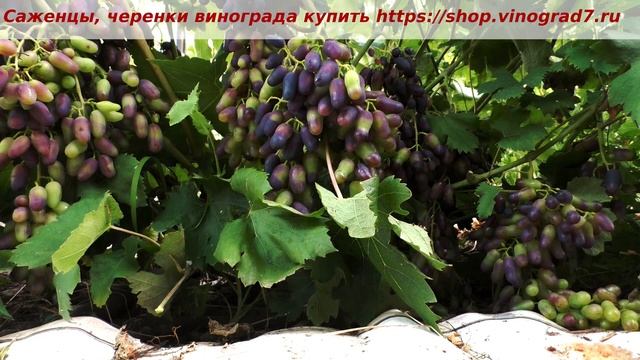 Пузенко Наталья Лариасовна, виноград для всех