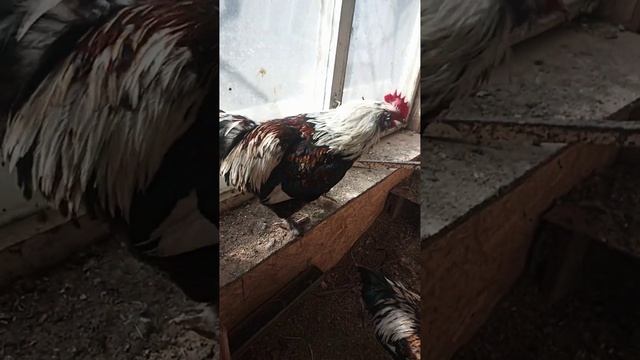 петухи фавероль смотреть онлайн