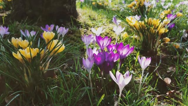 Цветы(музыка цветов)невероятно красивые кадры!!! смотреть онлайн