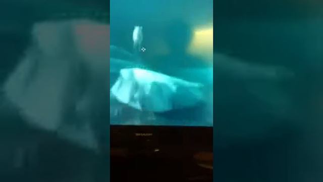 Skyrim underwater fox chase смотреть онлайн