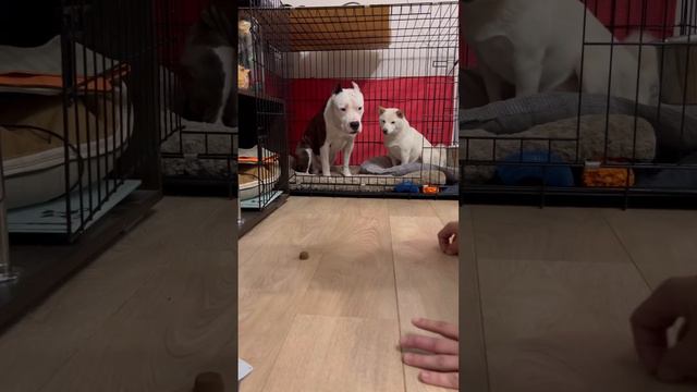 Распаковка китайской Бравекто | Амстафф и Сиба Ину | #amstaff #shibainu #собака #команда