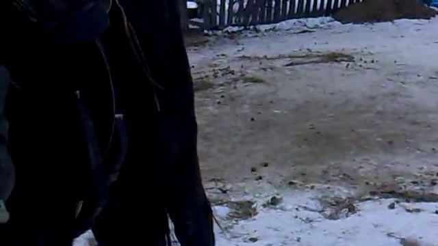 Брюля. первый раз одели седло..mp4 смотреть онлайн