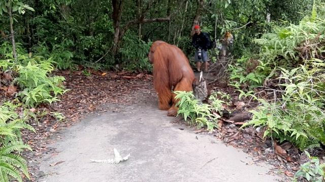 Orang Hutan (Orangutan) King Of The Jungle,...