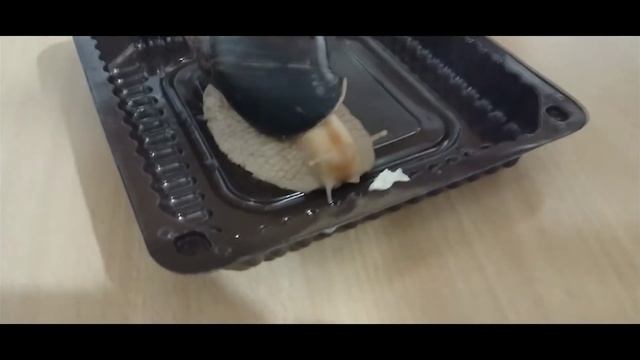 Наш домашний питомец. Улитка. Руки не для скуки