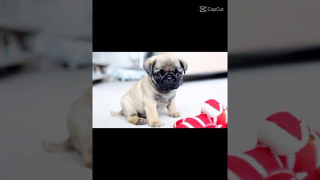 sizin en sevdiğiniz köpek türü ne benim bu смотреть онлайн