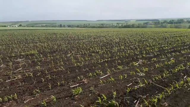 Первая прополка. смотреть онлайн