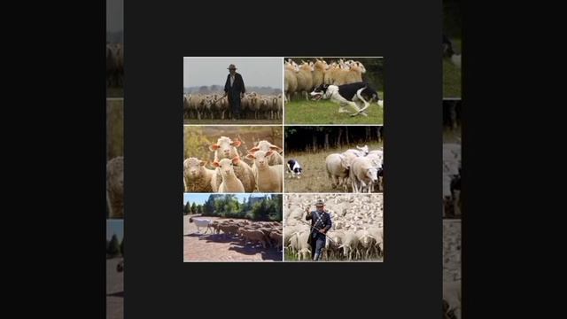 Пастух и стадо баранов #пастух #стадо #бараны смотреть онлайн