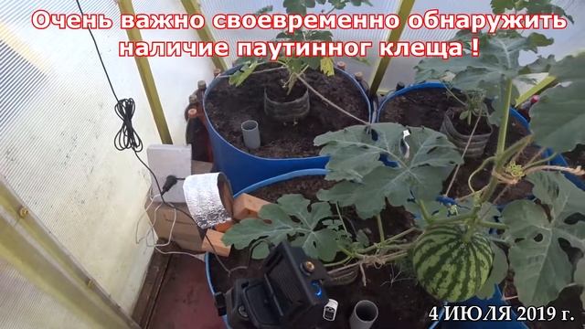 ПАУТИННЫЙ КЛЕЩ НА АРБУЗАХ, БОРЬБА С НИМ. смотреть онлайн