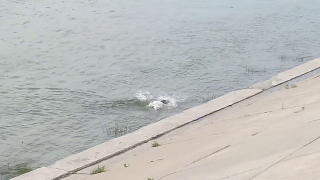 Рыбалка в Омске, на Иртышской набережной. смотреть онлайн