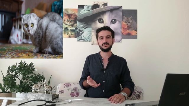 Dişi Kedilerde Kızgınlık Dönemi / Hamile Kedi Kızgınlığa Girer Mi? / Evde Kedi Bakımı смотреть онлайн
