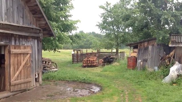 Курица наседка/ Сено в июне / Загадочный водоём