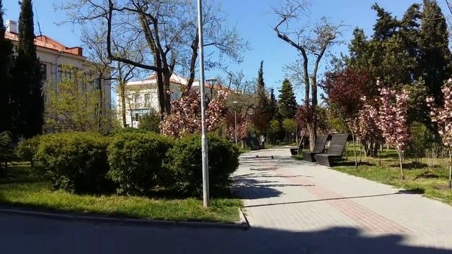 САКУРЫ в Севастополе. Цветение орхидеи КАМБРИИ.