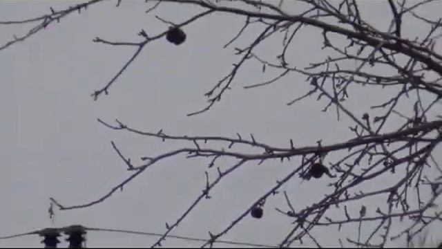 Наталья Михайлова - Вальс Тишины (В. Амосова - В. Корженский) смотреть онлайн