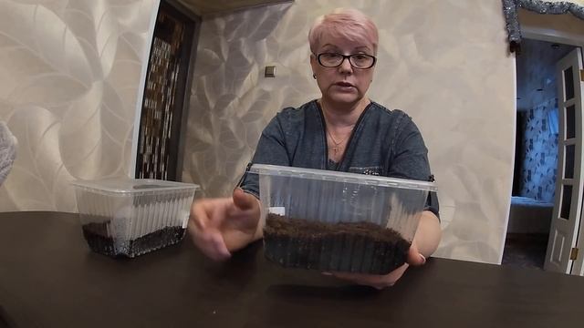 Оптимальное кол-во грунта для выращивания рассады лука.08.02.2021 смотреть онлайн