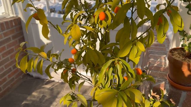 Winter Houseplant Tour in the Hartley! 💚🙌🪴 // Garden Answer смотреть онлайн