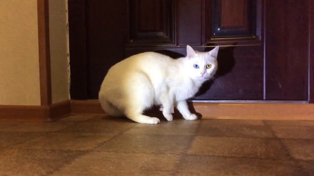 кошка и губная гармошка смотреть онлайн