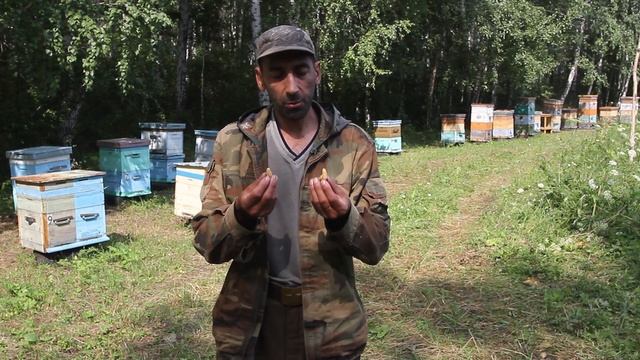 Растения медоносы смотреть онлайн