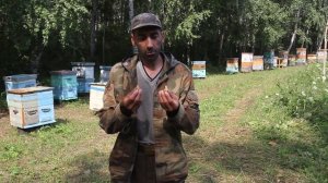 Растения медоносы