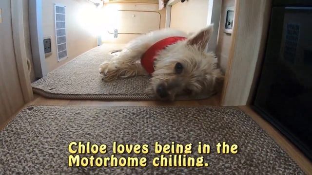 Norwich Terrier смотреть онлайн