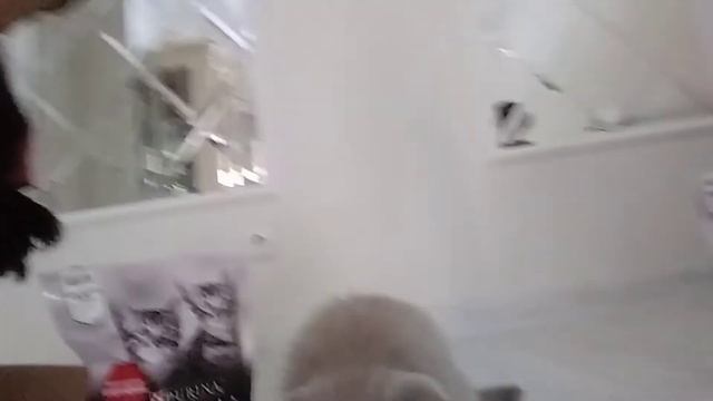 Проверка что выбирает котёнок Грэйя курица или индейка сухой корм смотреть онлайн