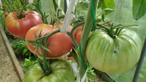 Томат Бурлак Минусинский. Обзор сорта. Выращивание томата в Сибири.