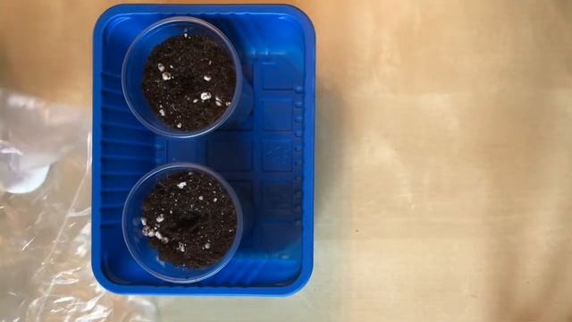 Томаты на подоконнике в горшках зимой смотреть онлайн