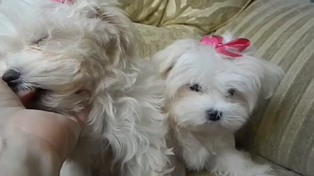 мом мальтезе смотреть онлайн