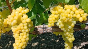 Кишмиш Золотце.mp4
тел. +7918 -470-08-28