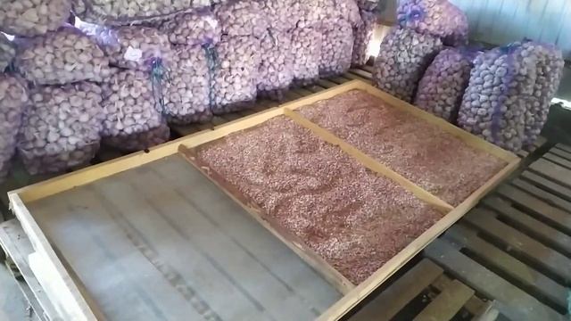Калибровка воздушки чеснока. КАКИЕ ФРАКЦИИ нужны? Урожайность. Вес 100 семян. смотреть онлайн