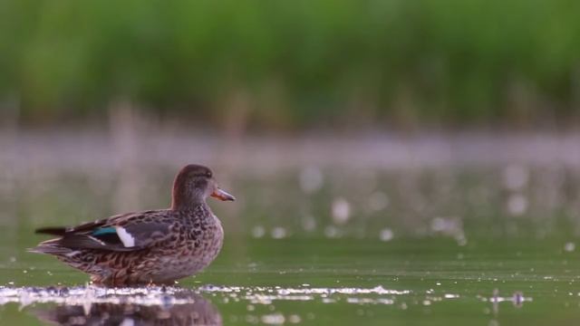 Чирки: свистунок и трескунок. Eurasian teal and Garganey. смотреть онлайн