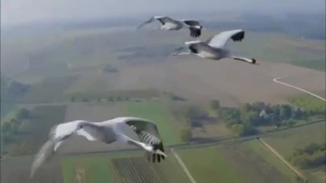 Хорошая Музыка! смотреть онлайн