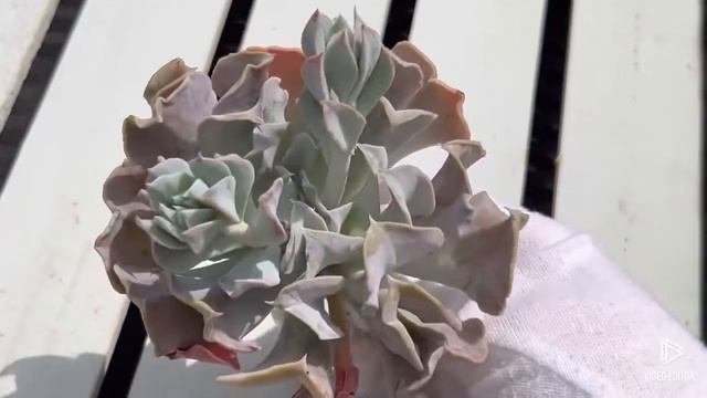 Echeveria Desert Star смотреть онлайн