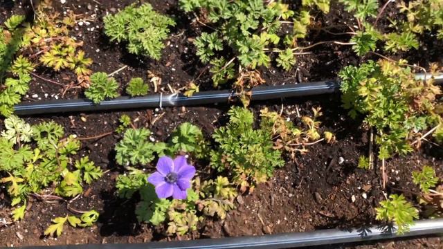 Mother's Day Vlog // Our Busiest Flower Weekend // More Ranunculus Corms! // Green Bee Floral Co смотреть онлайн